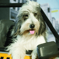 Зоотакси, такси +380951293356